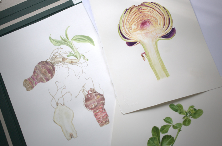 Zajęcia z ilustracji botanicznej, farby, rośliny